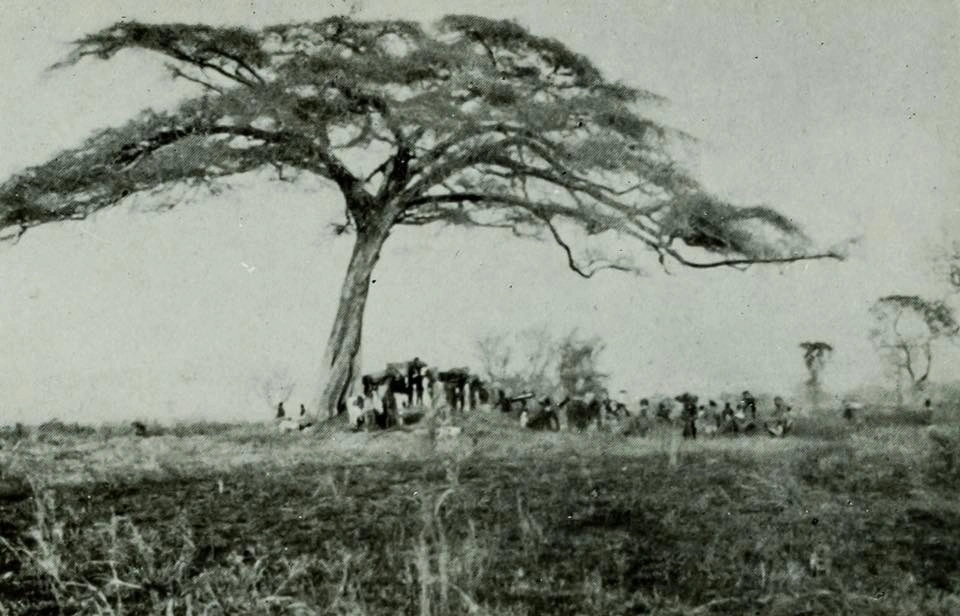 Indigenious communities and migration pattern_A caravan in the Kenyan plains 1940s