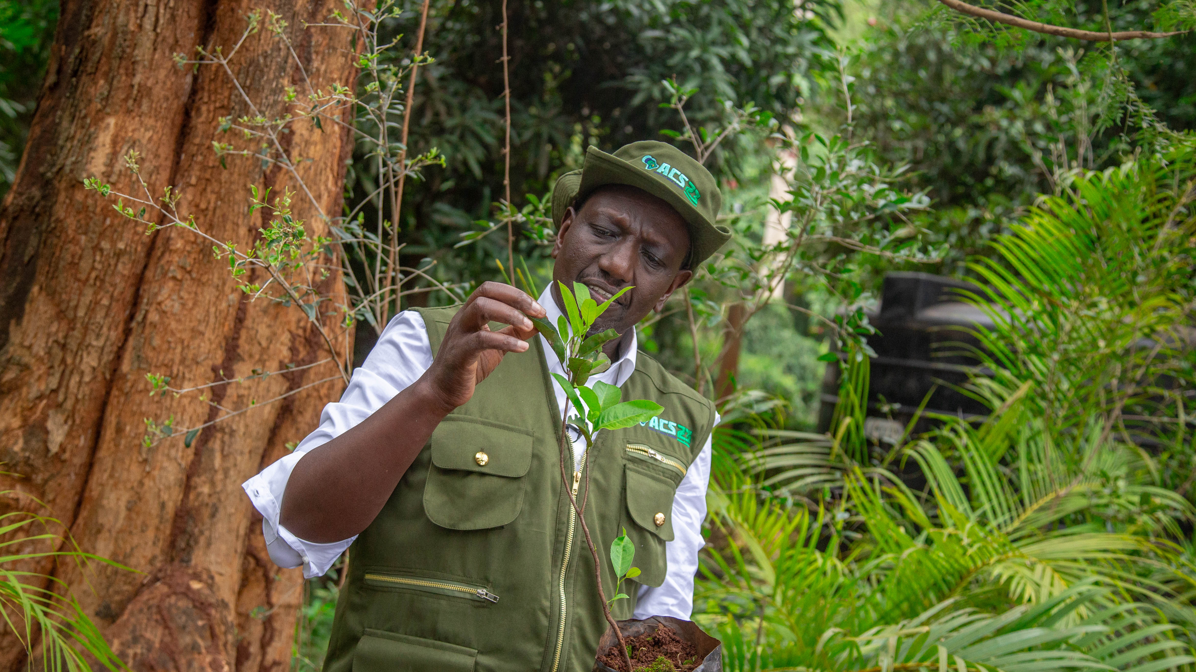 PRESIDENT WILLIAM RUTO WITH A TREE SEEDLING