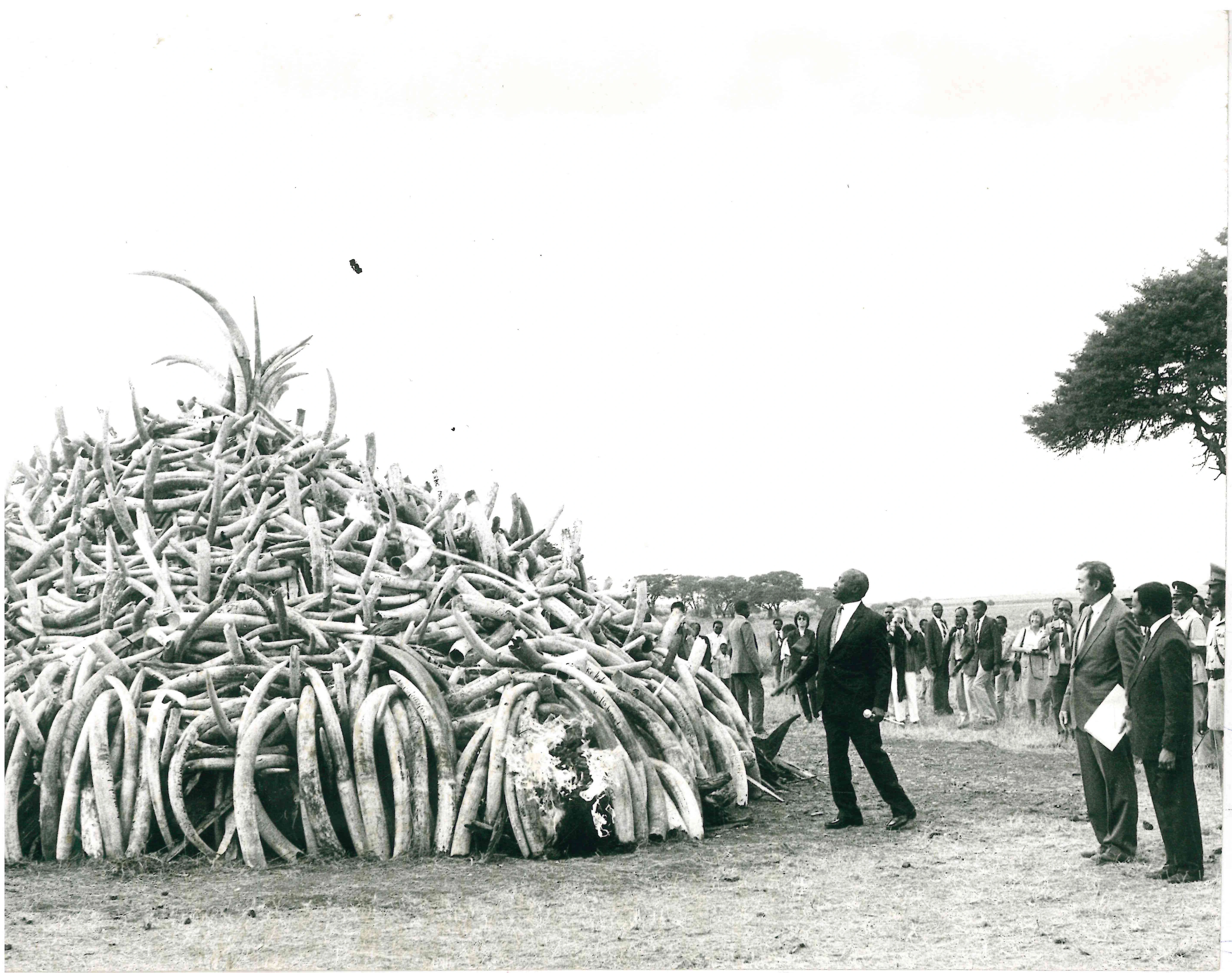 President Daniel Arap Moi burning ivory at Nairobi National Park