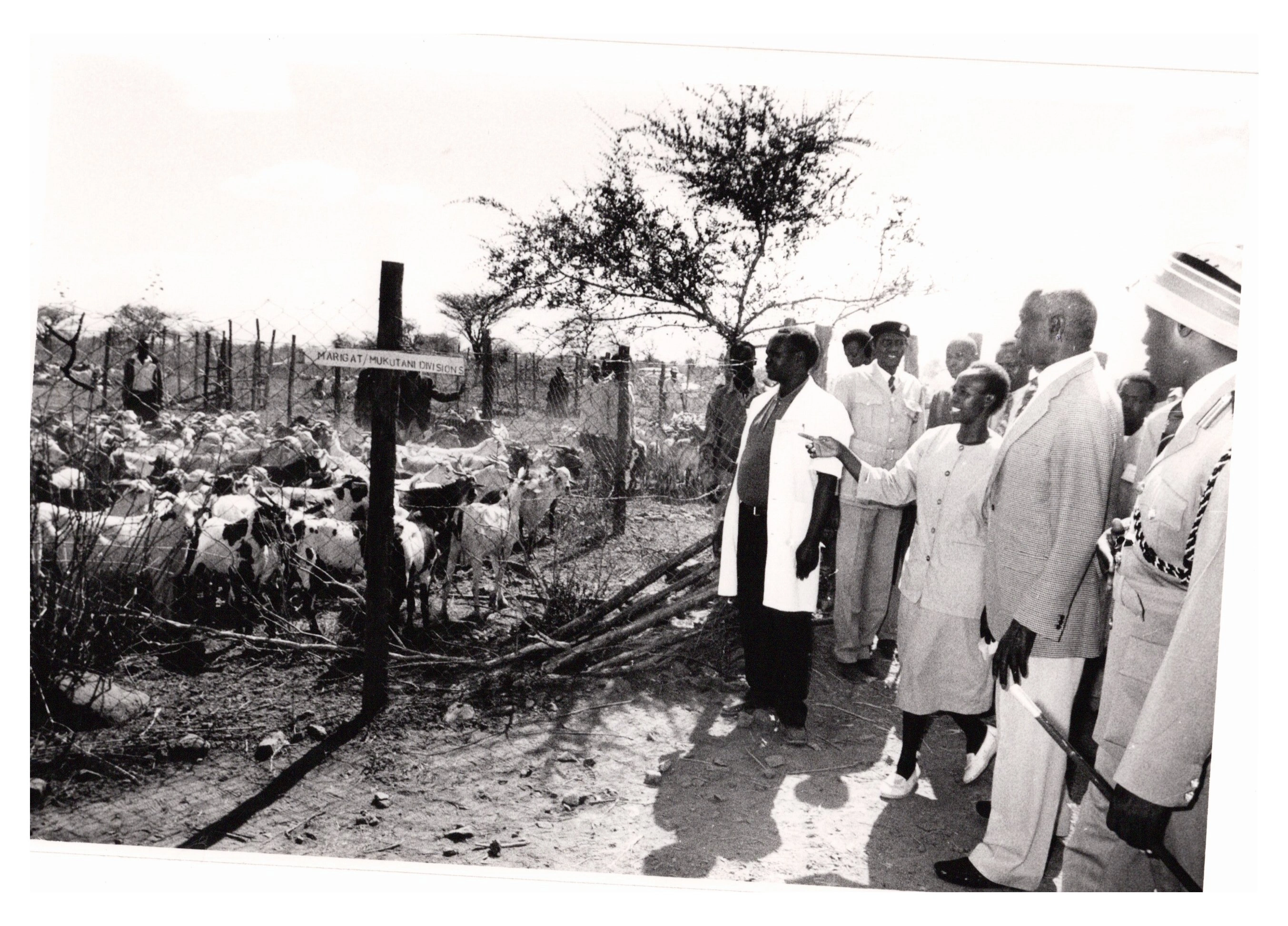 President Daniel arap Moi viewing some of the goats being auctioned at Kimalel goat auction Baringo District alongside Mr Ezekiel Barngetuny